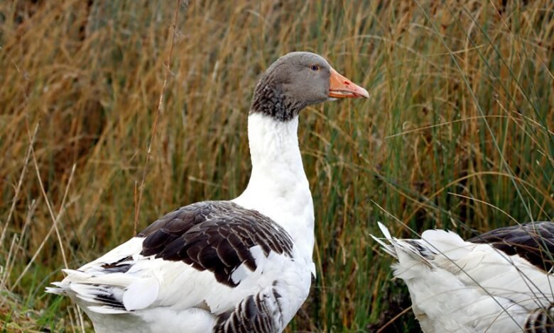 profile highlights and changes