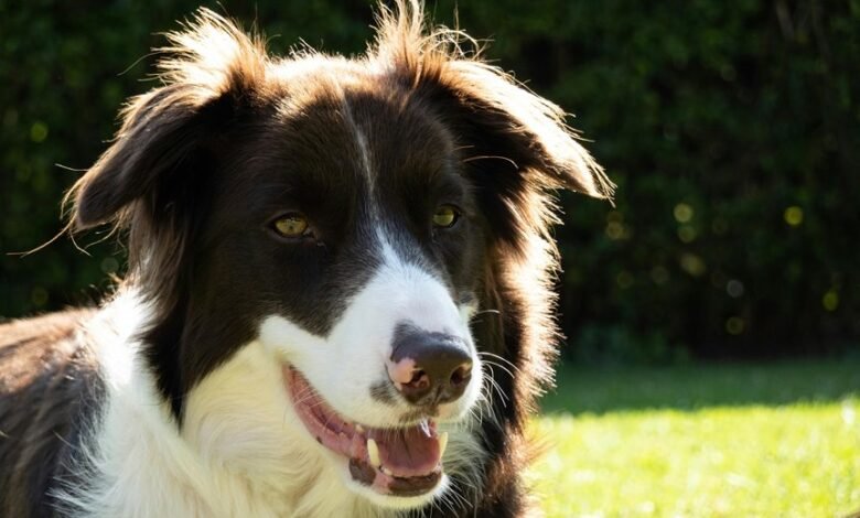 business intelligence for executives